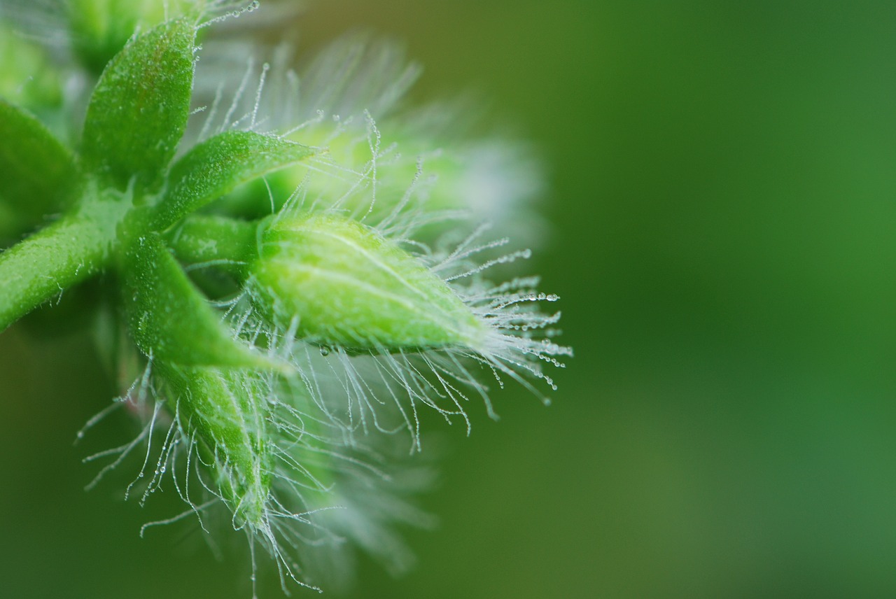 Rasos Rasos, Budas, Uždaryti, Lašas Vandens, Makro, Flora, Šlapias, Morgentau, Botanika, Gamta