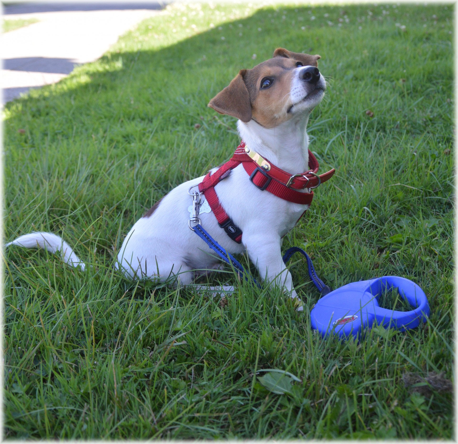 Šuo,  Šunys,  Naminis Gyvūnėlis,  & Nbsp,  Russell & Nbsp,  Terjeras,  Veislė,  Šuniukas,  Jack Russell Terrier 1, Nemokamos Nuotraukos