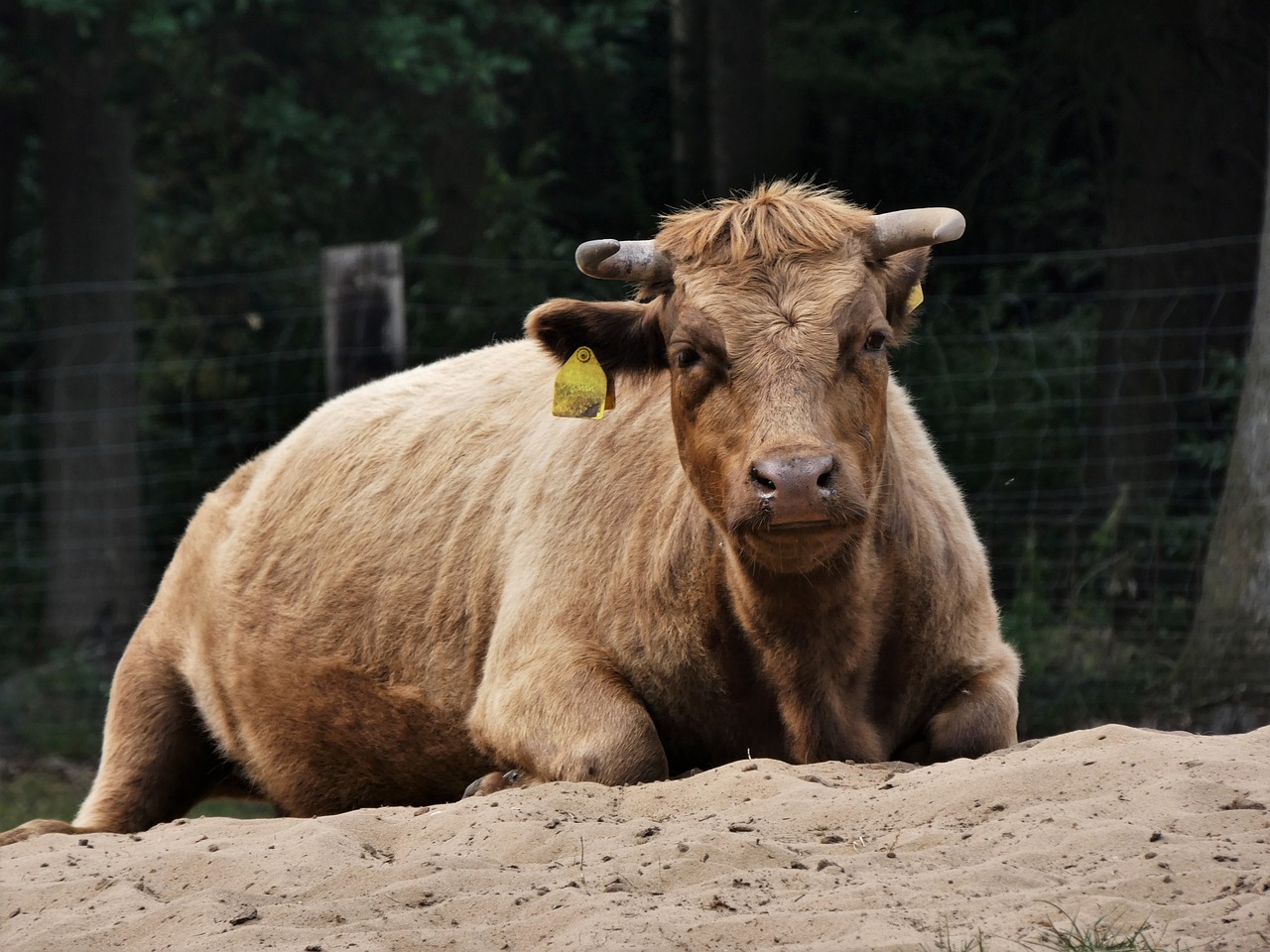 Deksterinė Jautiena, Ragai, Jautiena, Smėlis, Naminiai Galvijai, Rūpestis, Poilsis, Gyvūnų Portretas, Nemokamos Nuotraukos,  Nemokama Licenzija