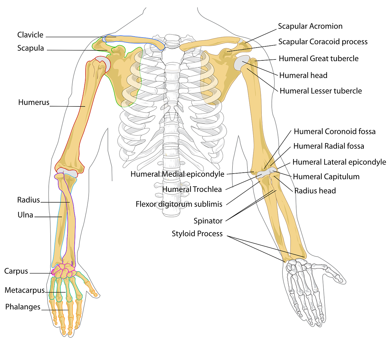 Diagrama, Žmogus, Kaulai, Skeletas, Anatomija, Paženklinta Etikete, Paženklinta Etikete, Skeletas, Anatominis, Krūtinės Ląstos Juosta