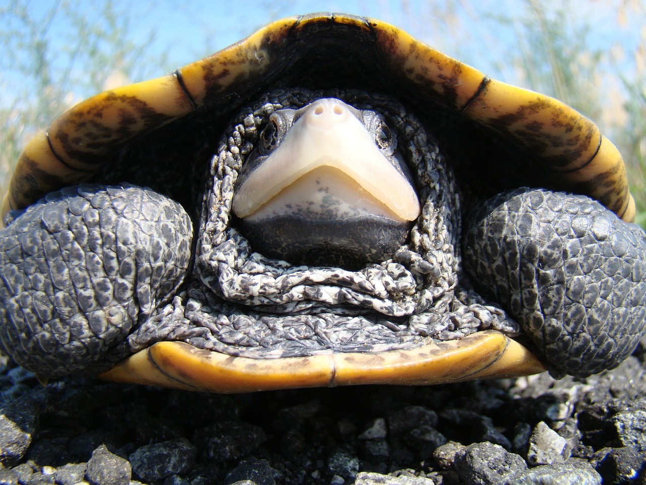 Diamondback Terrapin, Suaugęs, Lukštas, Vėžlys, Ropliai, Iš Arti, Veidas, Laukinė Gamta, Senas, Nemokamos Nuotraukos