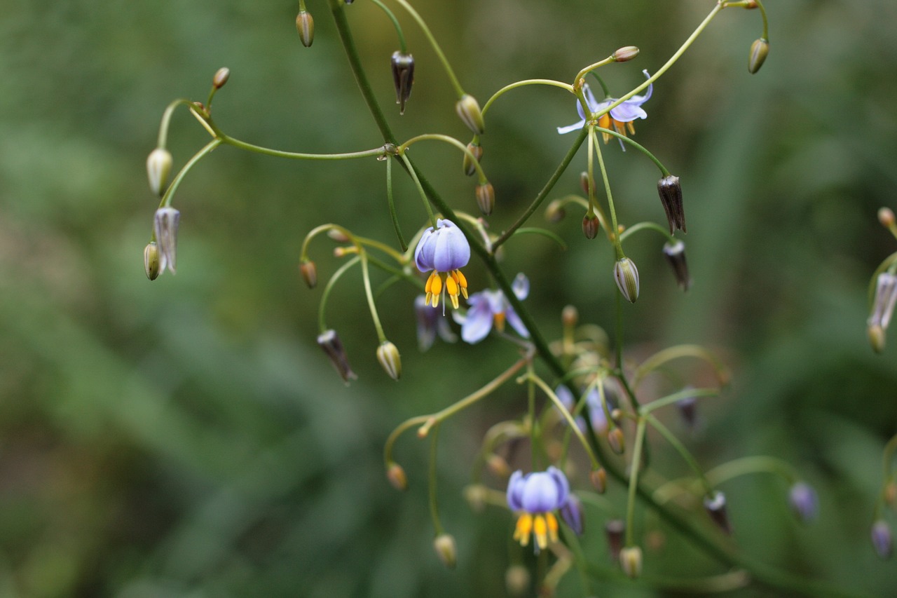 Dianella Tasmanica,  Asphodelaceae,  Be Honoraro Mokesčio, Nemokamos Nuotraukos,  Nemokama Licenzija