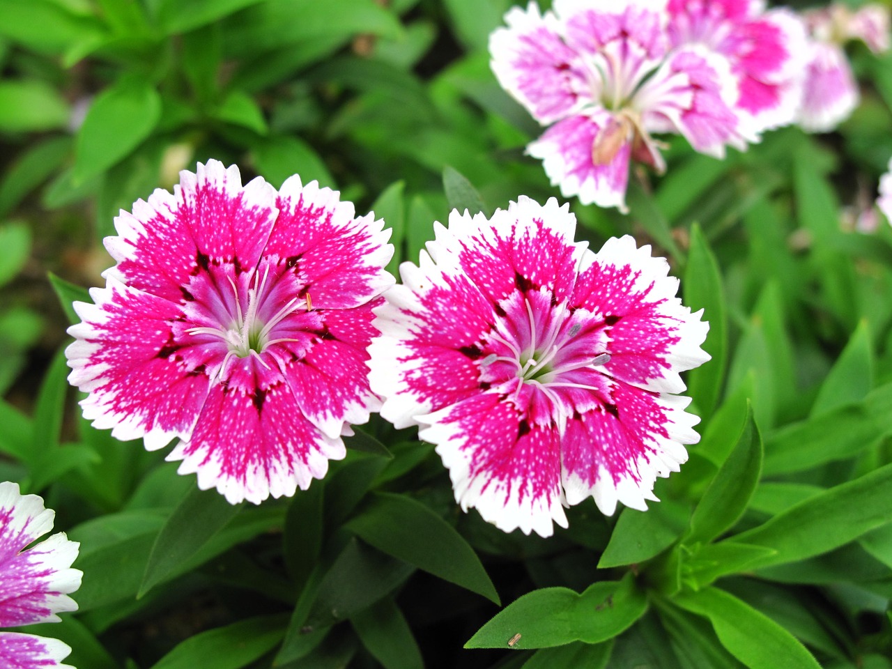 Dianthus, Du, Rožinis, Gėlė, Vasara, Nemokamos Nuotraukos,  Nemokama Licenzija