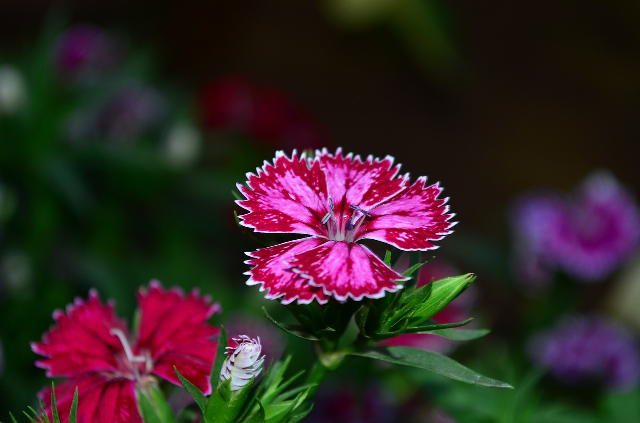 Dianthus, Gėlė, Žiedas, Rožinis, Violetinė, Nemokamos Nuotraukos,  Nemokama Licenzija