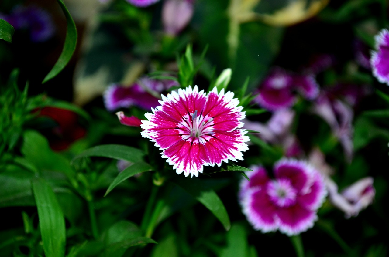 Dianthus, Gėlė, Žiedas, Rožinis, Violetinė, Nemokamos Nuotraukos,  Nemokama Licenzija