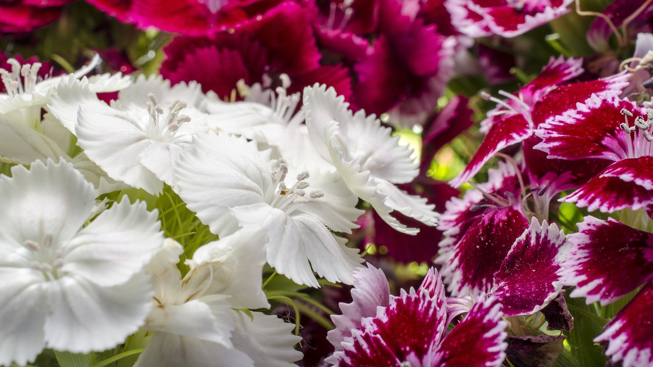 Dianthus Barbatus, Dekoratyviniai Augalai, Pentecost, Gėlių Puokštė, Dvi Vasaros, Barzdotas Caryophyllus, Nemokamos Nuotraukos,  Nemokama Licenzija