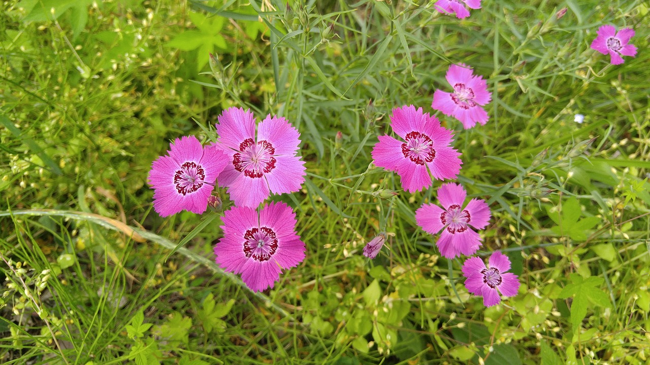 Dianthus Gėlių,  Wildflower,  Pavasario Gėlės, Nemokamos Nuotraukos,  Nemokama Licenzija