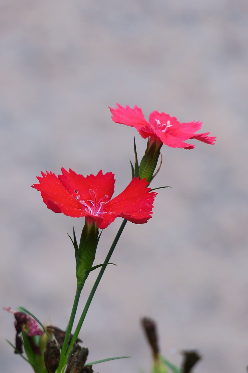 Dianthus Gėlės,  Pobūdį,  Augalų,  Gėlė,  Lapų,  Vasara,  Sodas,  Lauko,  Žydi,  Žiedlapis