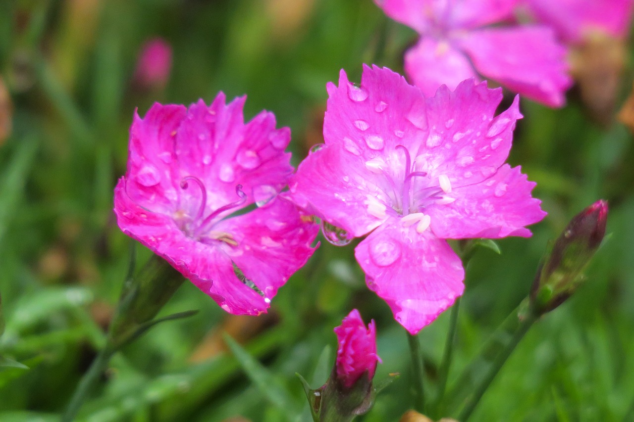 Dianthus Gėlės,  Pobūdį,  Augalų,  Gėlė,  Lapų,  Vasara,  Sodas,  Lauko,  Žydi,  Žiedlapis