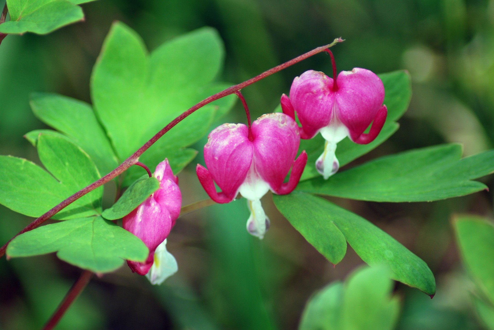 Dicentra & Nbsp,  Spectabilis,  Kraujavimas & Nbsp,  Širdis & Nbsp,  Gėlė,  Rožinė & Nbsp,  Širdis & Nbsp,  Gėlė,  Širdis & Nbsp,  Formos & Nbsp