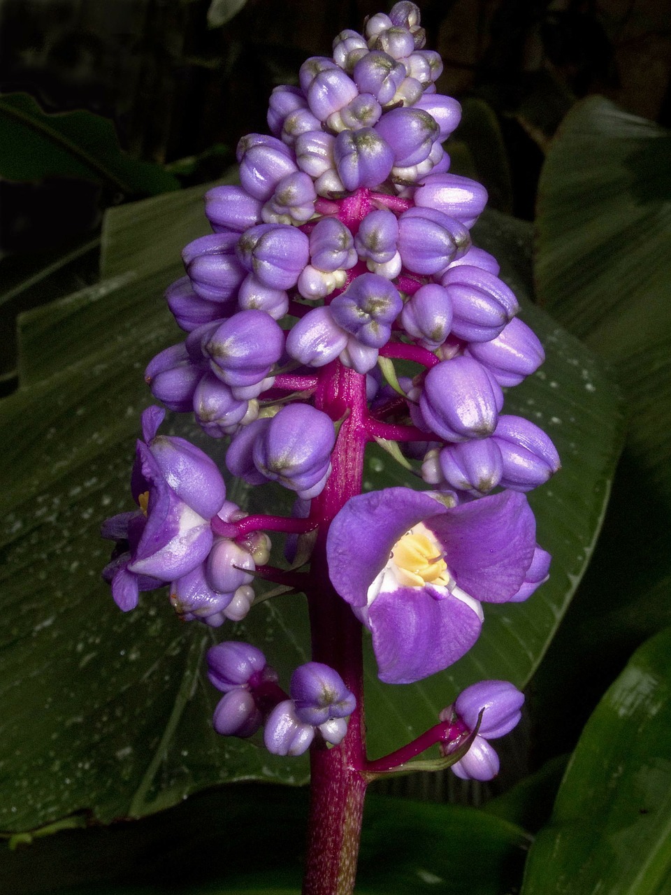 Dichorisandra Thyrsiflora, Gėlė, Augalas, Gamta, Lauke, Makro, Iš Arti, Gėlės, Augalai, Gražus