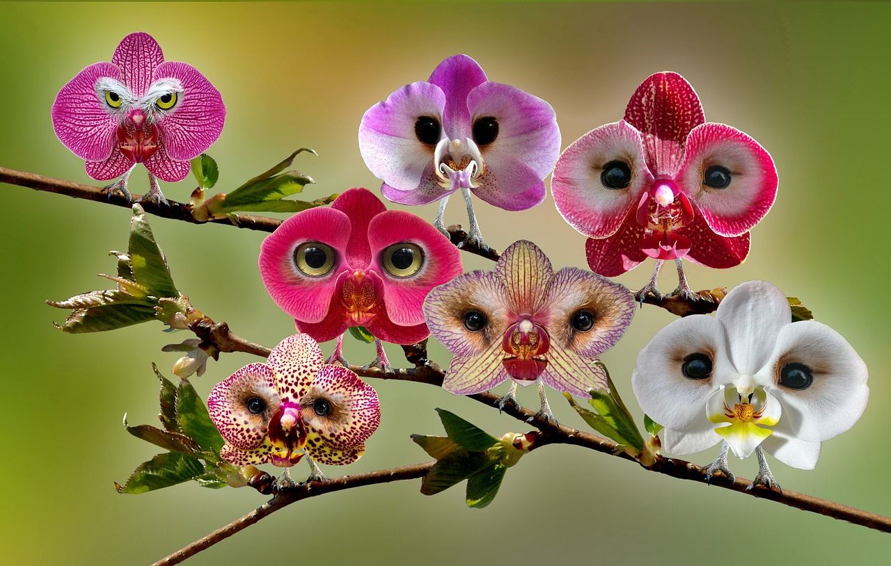 Digiart,  Photoshop Menas,  Skaitmeninis Menas,  Foto Montavimas,  Pelėdos,  Orchidėjos,  Augalas,  Paukštis,  Gėlė,  Vaizdo Redagavimas