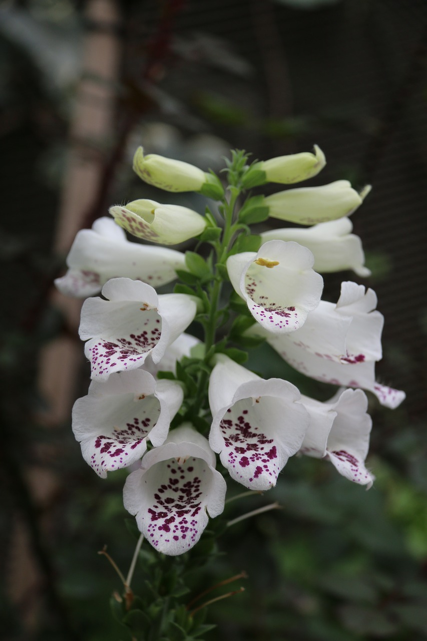 Digitalis, Balta, Gėlė, Gamta, Pavasaris, Gėlių, Augalas, Žalias, Žiedas, Natūralus