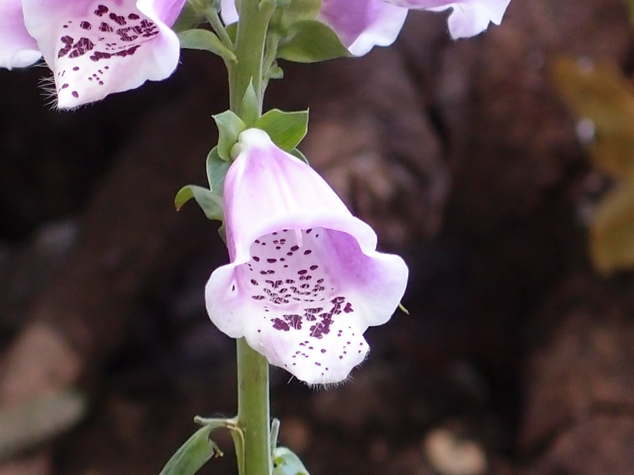 Digitalis, Foxglove, Gėlė, Alyva, Gamta, Augalas, Gėlių, Flora, Žiedlapis, Natūralus