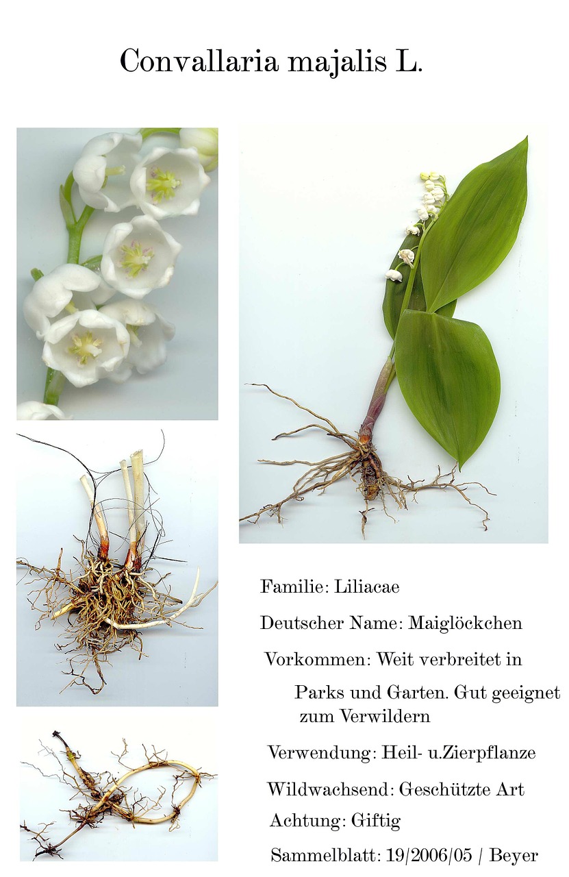 Skaitmeninis Herbariumas, Skaitytuvai, Gėlė, Sodas, Nemokamos Nuotraukos,  Nemokama Licenzija
