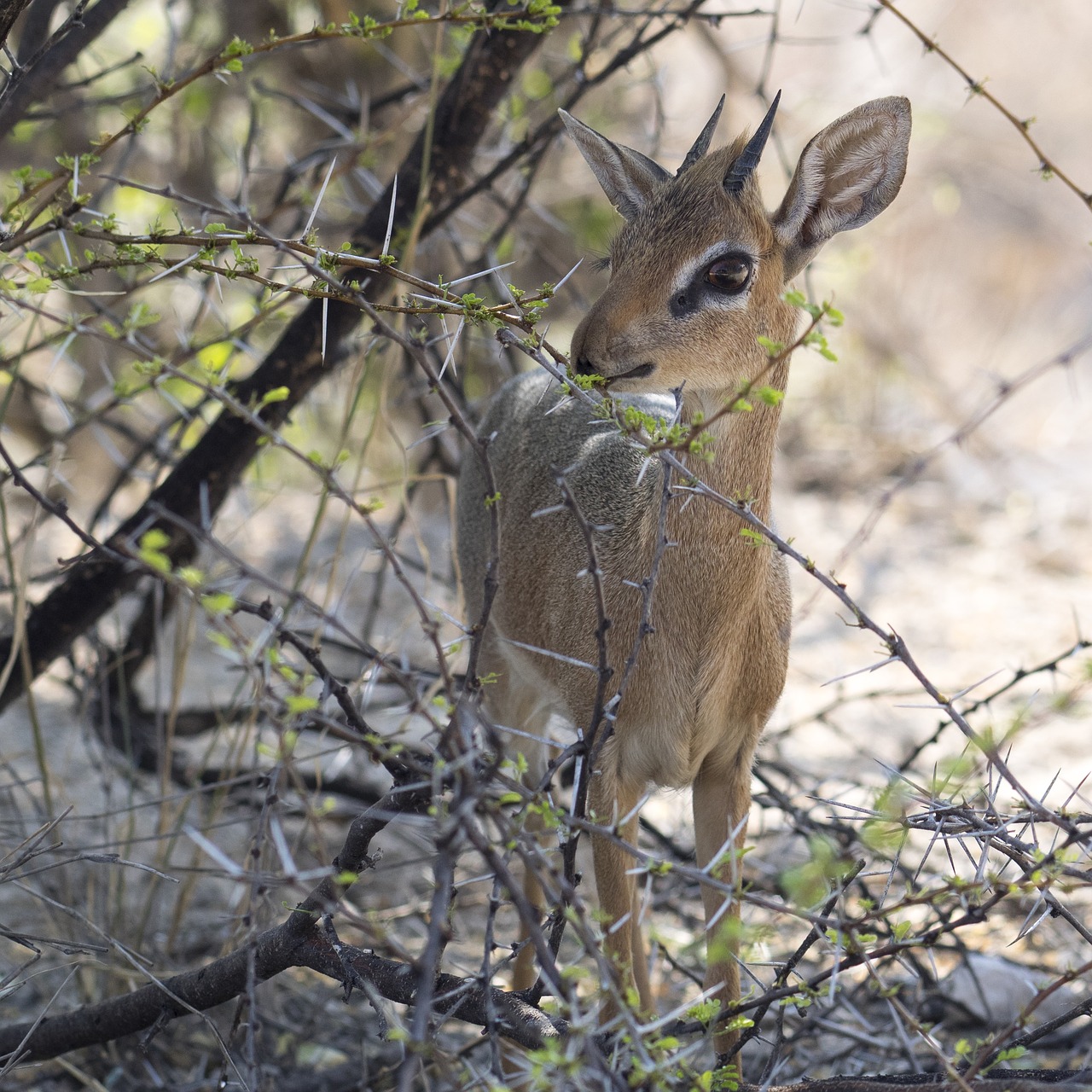 Dikdik, Antilopė, Mažas, Namibija, Afrika, Žinduolis, Petite, Mažas, Safari, Nemokamos Nuotraukos