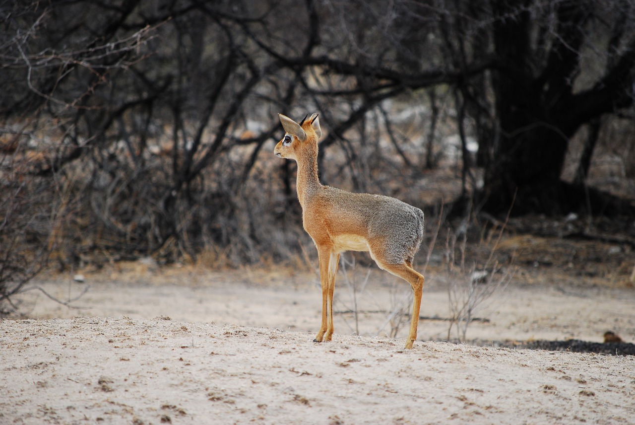 Dikdik, Antilopė, Mažas, Mažas, Namibija, Afrika, Petite, Švelnus, Nemokamos Nuotraukos,  Nemokama Licenzija