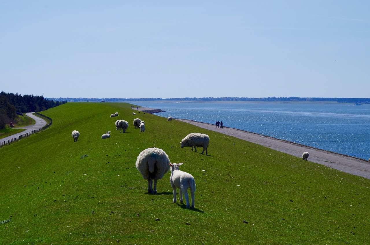 Dike, Šiaurės Jūra, Avys, Deichschaf, Dike Kelias, Jūra, Nemokamos Nuotraukos,  Nemokama Licenzija