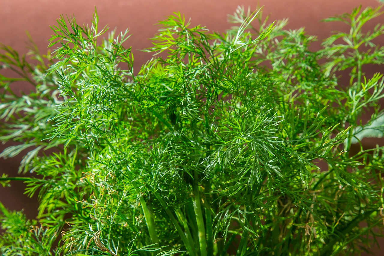 Krapai, Žolė, Agurkų Žolė, Aromatiniai, Maistas, Virtuvės Žolelių, Sodas, Nemokamos Nuotraukos,  Nemokama Licenzija