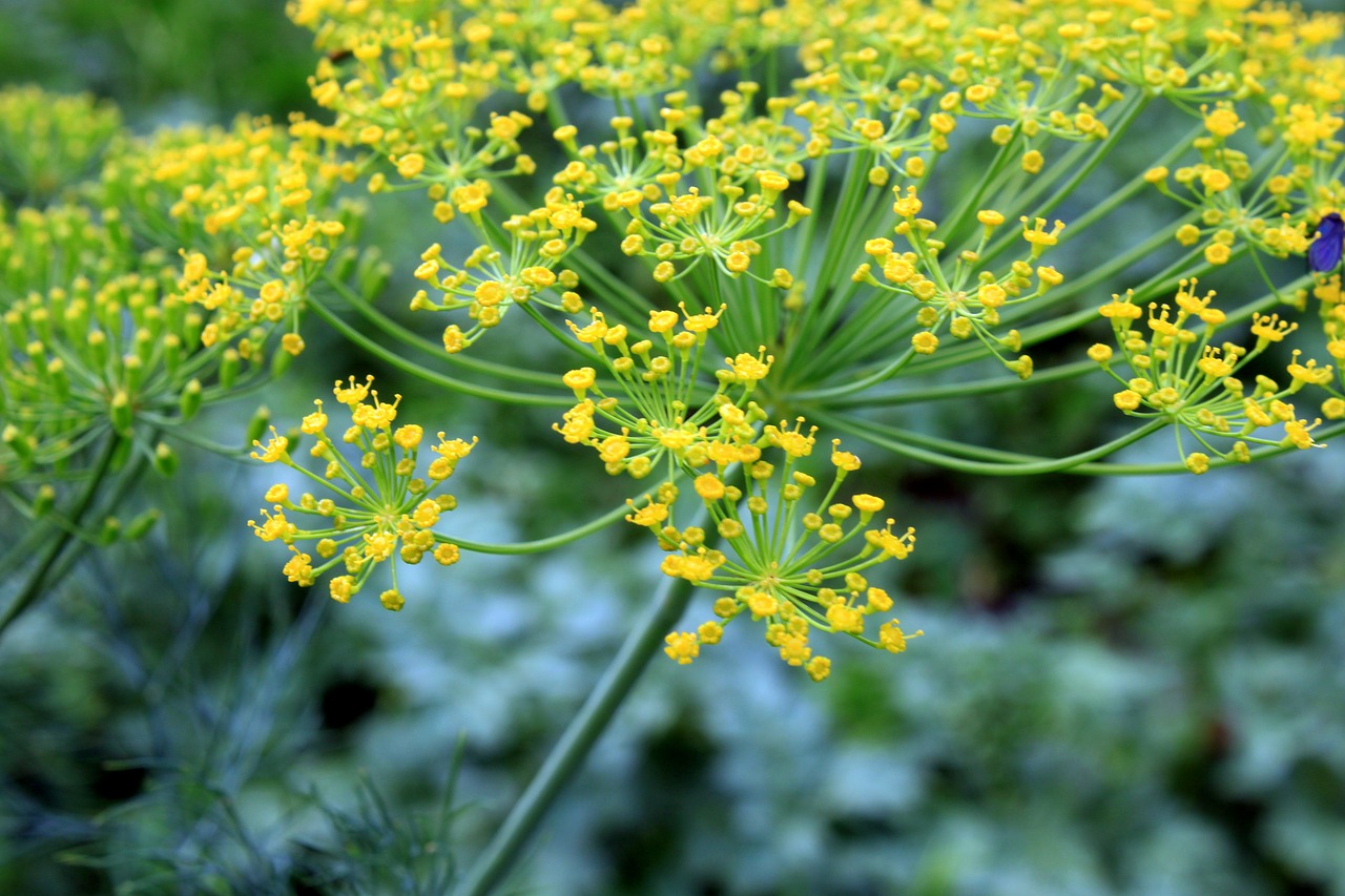 Krapai, Gėlės, Anethum, Graveolens, Flora, Gamta, Sodas, Gėlė, Nemokamos Nuotraukos,  Nemokama Licenzija