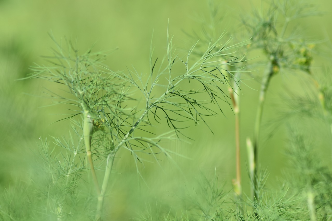 Žievelės, Augalas, Žolė, Sodas, Ekologiškas, Lapai, Žolelių, Ingredientas, Žalias, Eco