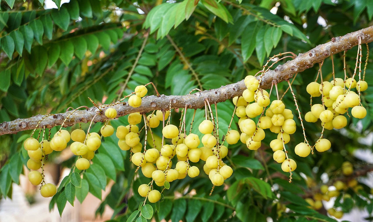 Longanas Longan,  Logan,  Medis,  Vaisių,  Pobūdį,  Maisto,  Floros,  Filialas,  Vasara,  Klasteris