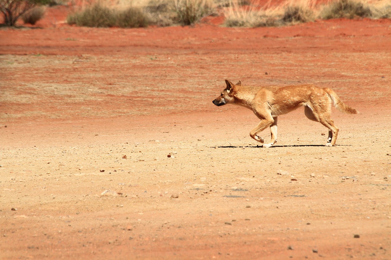 Dingo, Laukinė Gamta, Australia, Laukiniai, Šuo, Gyvūnas, Nemokamos Nuotraukos,  Nemokama Licenzija