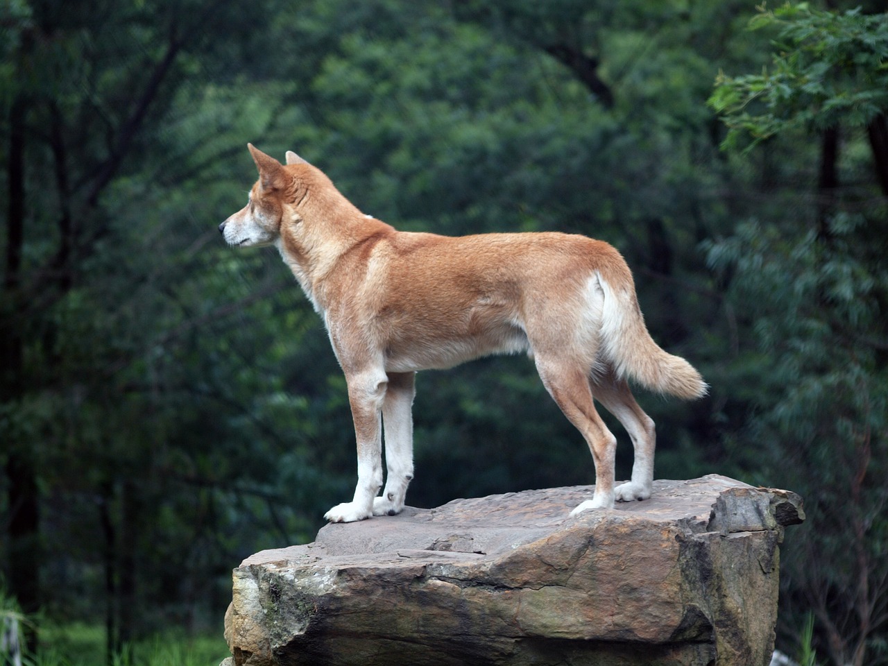 Dingo, Laukiniai, Australia, Šuo, Gamta, Žinduolis, Plėšrūnas, Mėsėdis, Outback, Canis