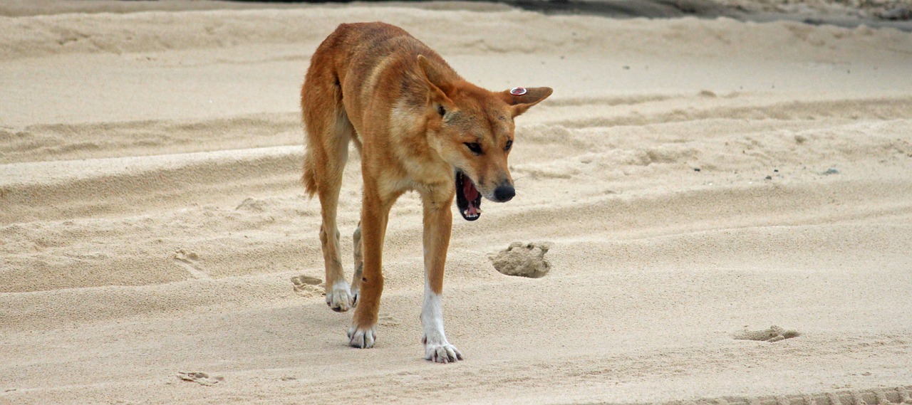 Dingo, Laukinis Gyvūnas, Papludimys, Australia, Fraser Sala, Nemokamos Nuotraukos,  Nemokama Licenzija