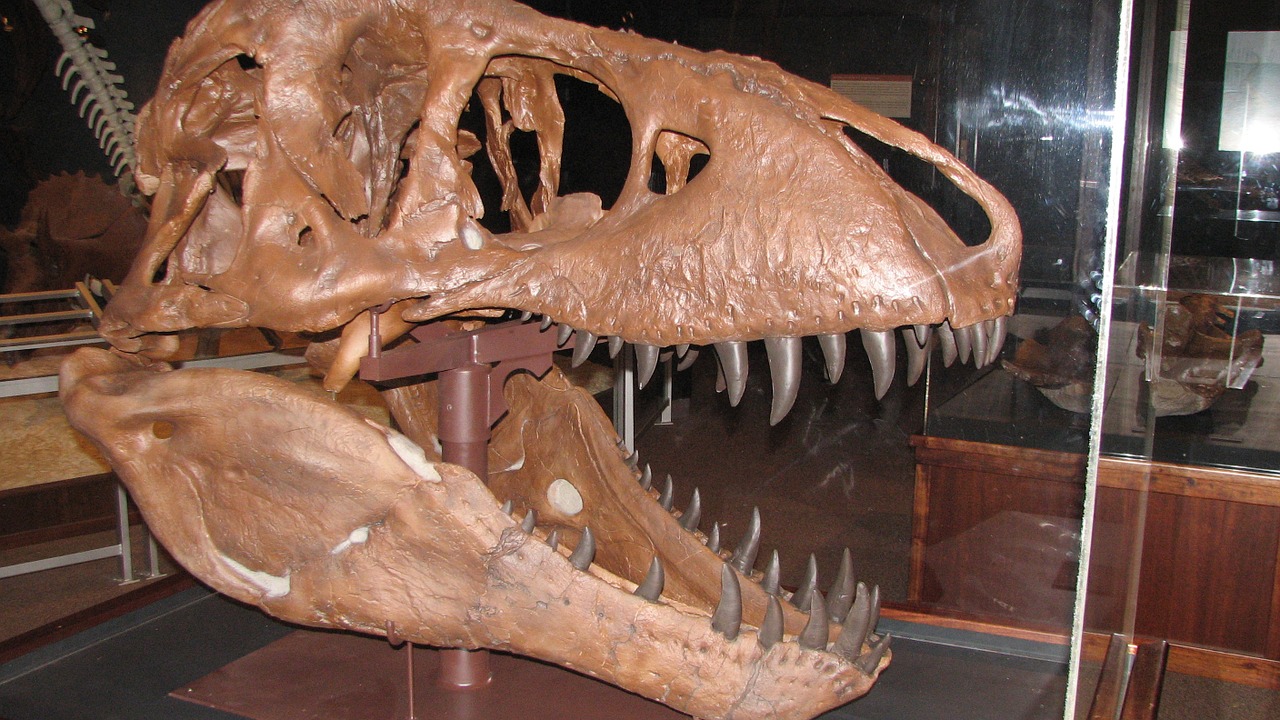 Dinozauras, Montana, Dinozaurai Iškasenos, Muziejus, Kaukolė, Plėšrūnas, Nemokamos Nuotraukos,  Nemokama Licenzija