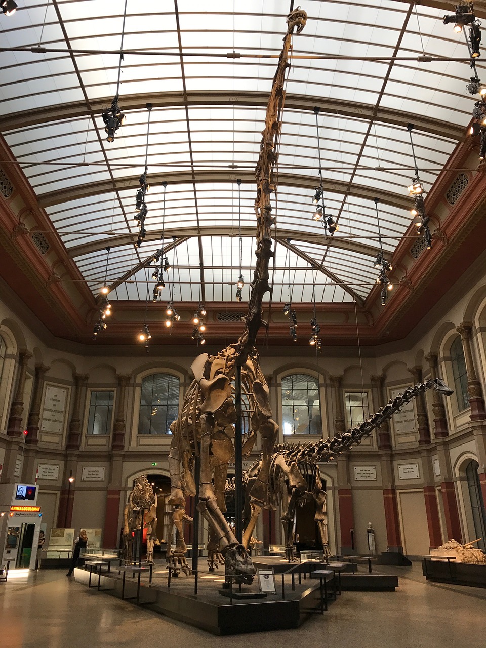 Dinozauras, Muziejus, T Rex, Skeletas, Evoliucija, Gamta, Pavojingas, Dinozaurų Skeletas, Paleontologija, Kaulas