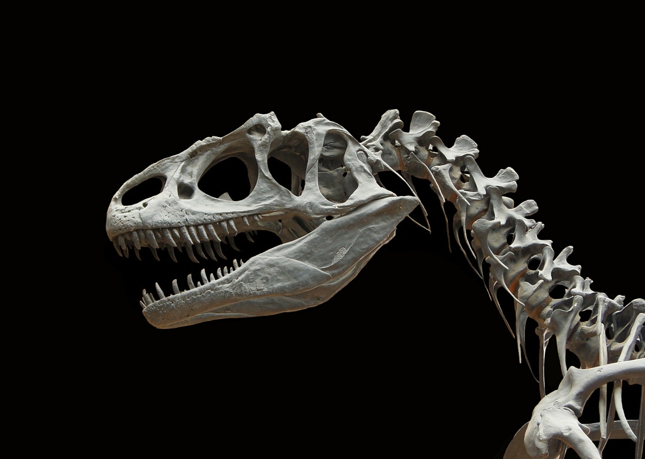Dinozauras, Alosaviras, Skeletas, Kaulas, Priešistoriniai Laikai, Jura, Kaukolė, Karnosaurija, Allosauridae, Eddy