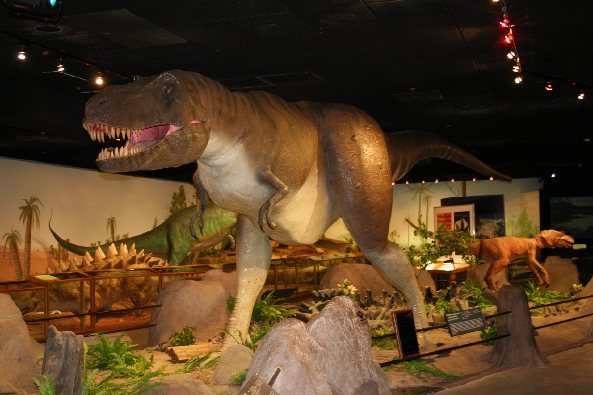 Dinozauras,  Priešistorinis,  Muziejus,  Las & Nbsp,  Vegas,  Žalias,  Didelis,  Dinozauras Muziejuje 4, Nemokamos Nuotraukos,  Nemokama Licenzija