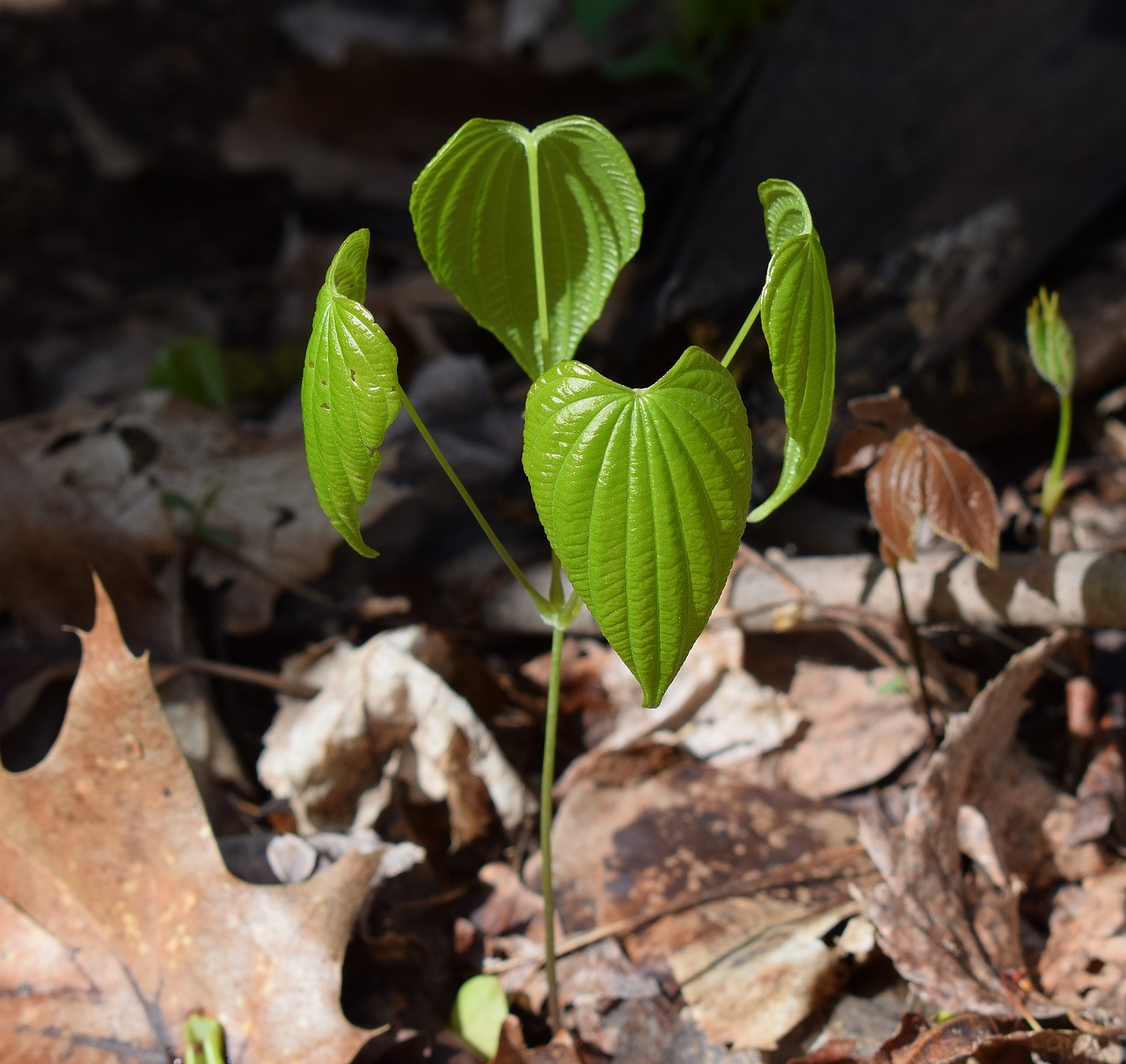 Dioscorea Quaternata, Laukinis Jamas, Nauji Lapai, Augalas, Pavasaris, Medicinos, Naujas Augimas, Miškas, Miškai, Laukiniai