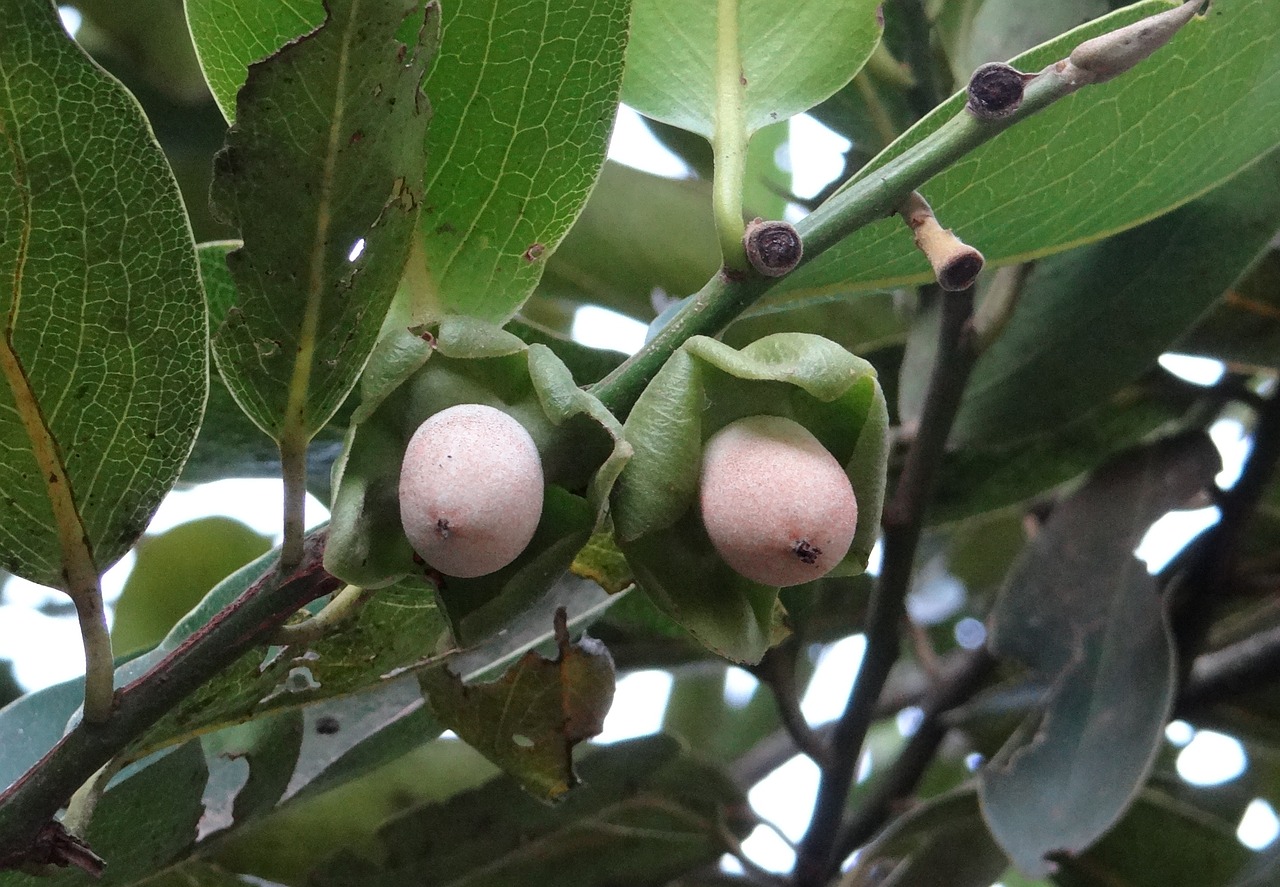 Diospyros Malabarica, Kendu, Kūdikių Vaisiai, Gaub Medis, Malabar Juodmedis, Juodai Baltas Juodmedis, Šviesus Mėnulis Juodmedis, Vakarų Gatas, Karnataka, Indija