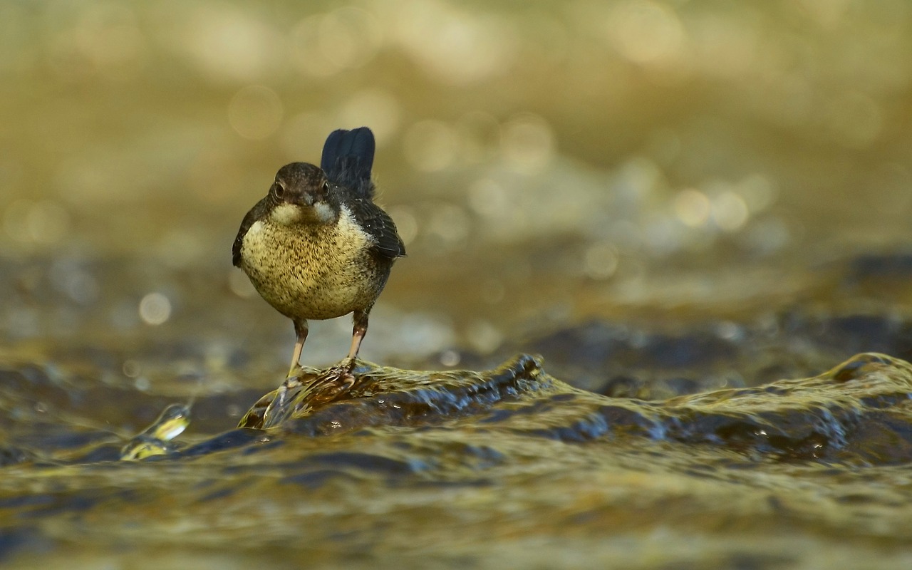 Dippers,  Pobūdį,  Upė,  Vanduo, Nemokamos Nuotraukos,  Nemokama Licenzija