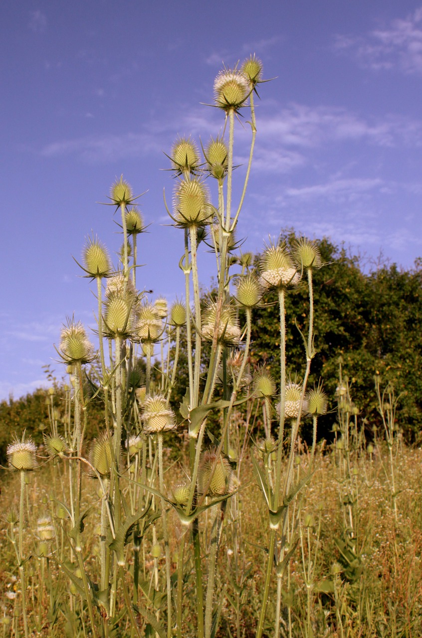 Dipsacus, Laciniatus, Šviesa, Spinduliai, Saulė, Tezelis, Drakonas, Gamta, Augalai, Vasara