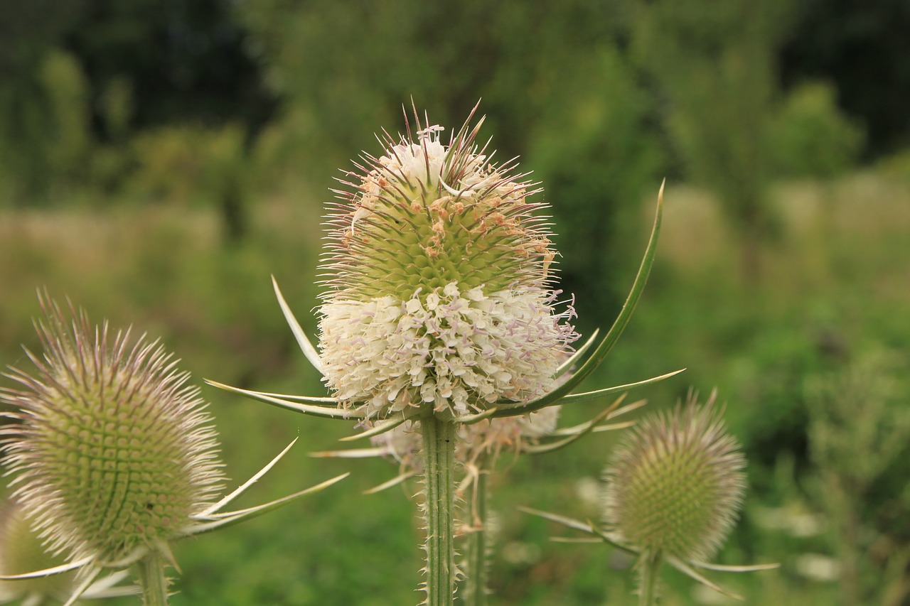 Dipsacus, Gėlių Galva, Gėlės, Sylvestris, Darzelis, Augalai, Nemokamos Nuotraukos,  Nemokama Licenzija