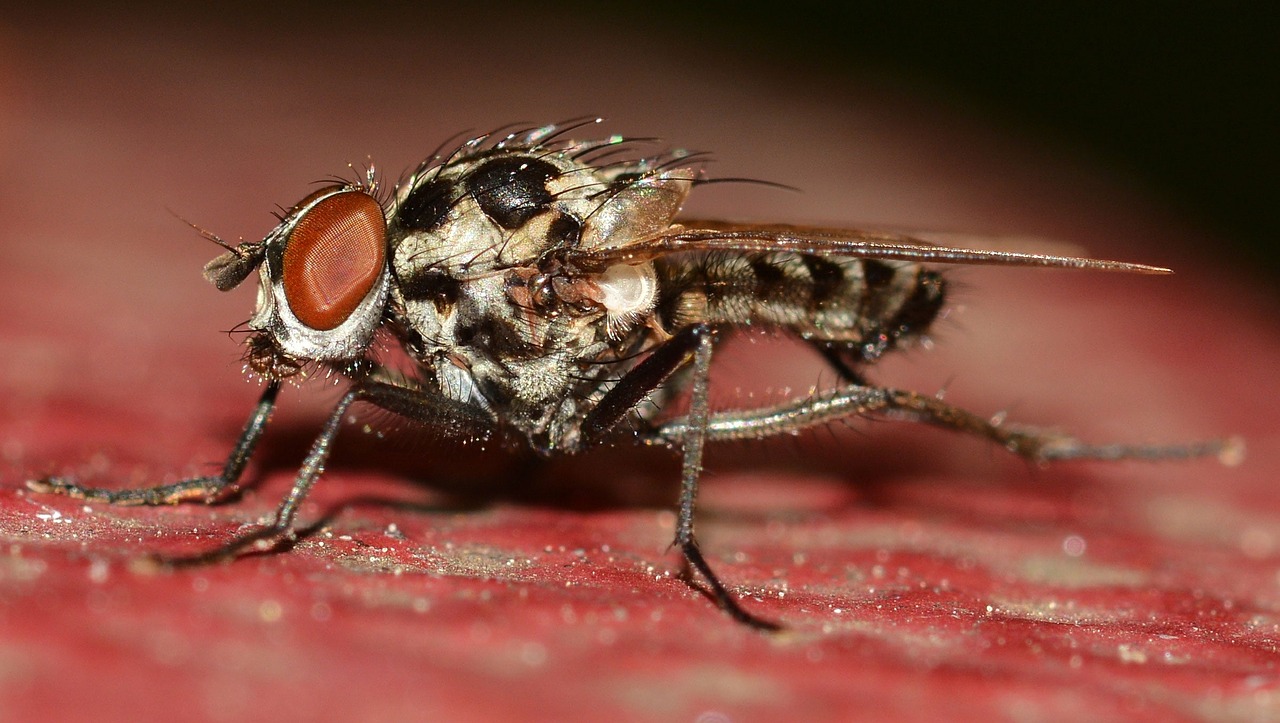Diptera, Vabzdžiai, Anthomyia, Procellaris, Nemokamos Nuotraukos,  Nemokama Licenzija