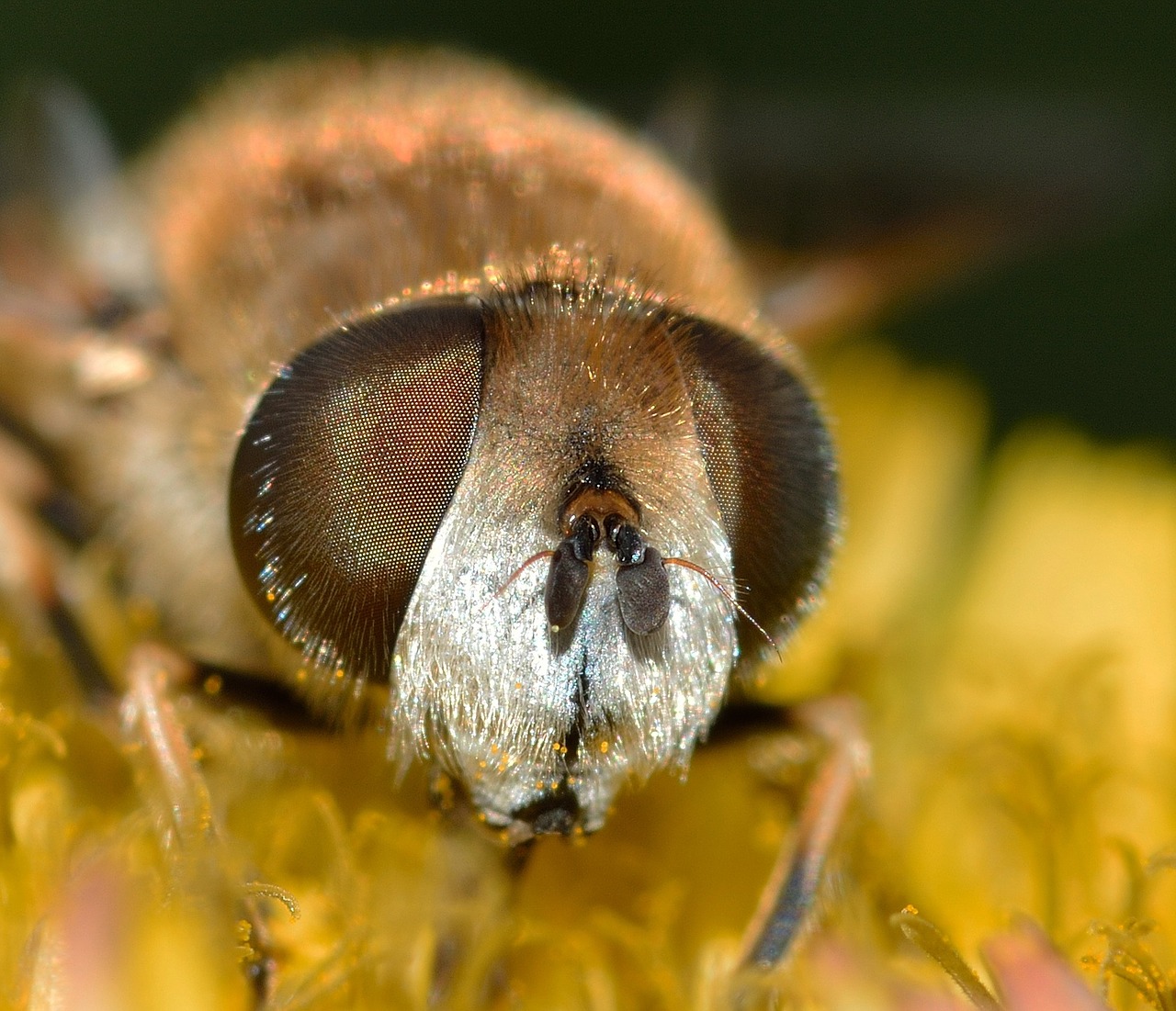 Diptera, Eristalis, Arbustorum, Nemokamos Nuotraukos,  Nemokama Licenzija