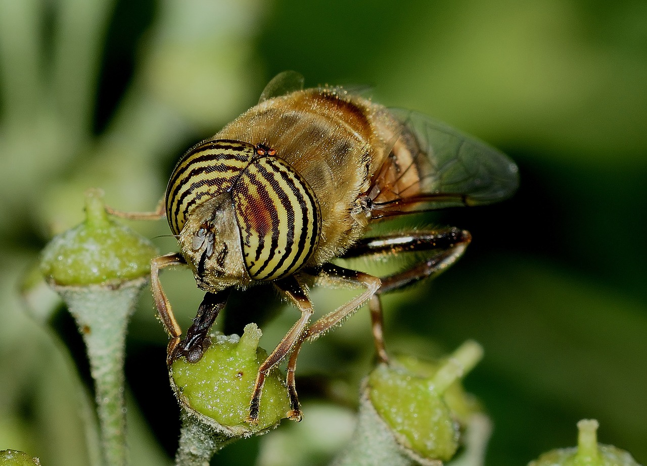 Diptera, Eristalinas, Taeniops, Akys, Patinas, Makro, Nemokamos Nuotraukos,  Nemokama Licenzija