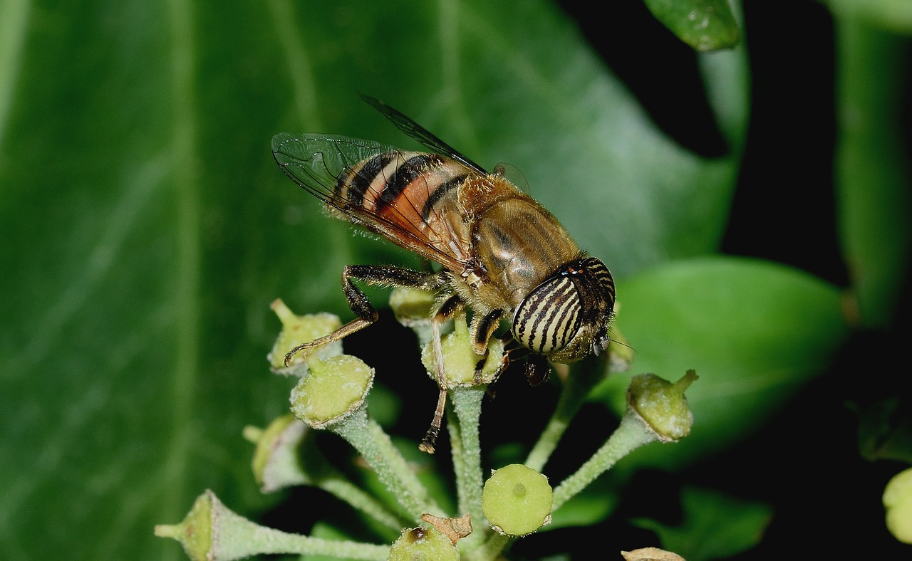 Diptera, Eristalinas, Taeniops, Moteris, Makro, Nemokamos Nuotraukos,  Nemokama Licenzija