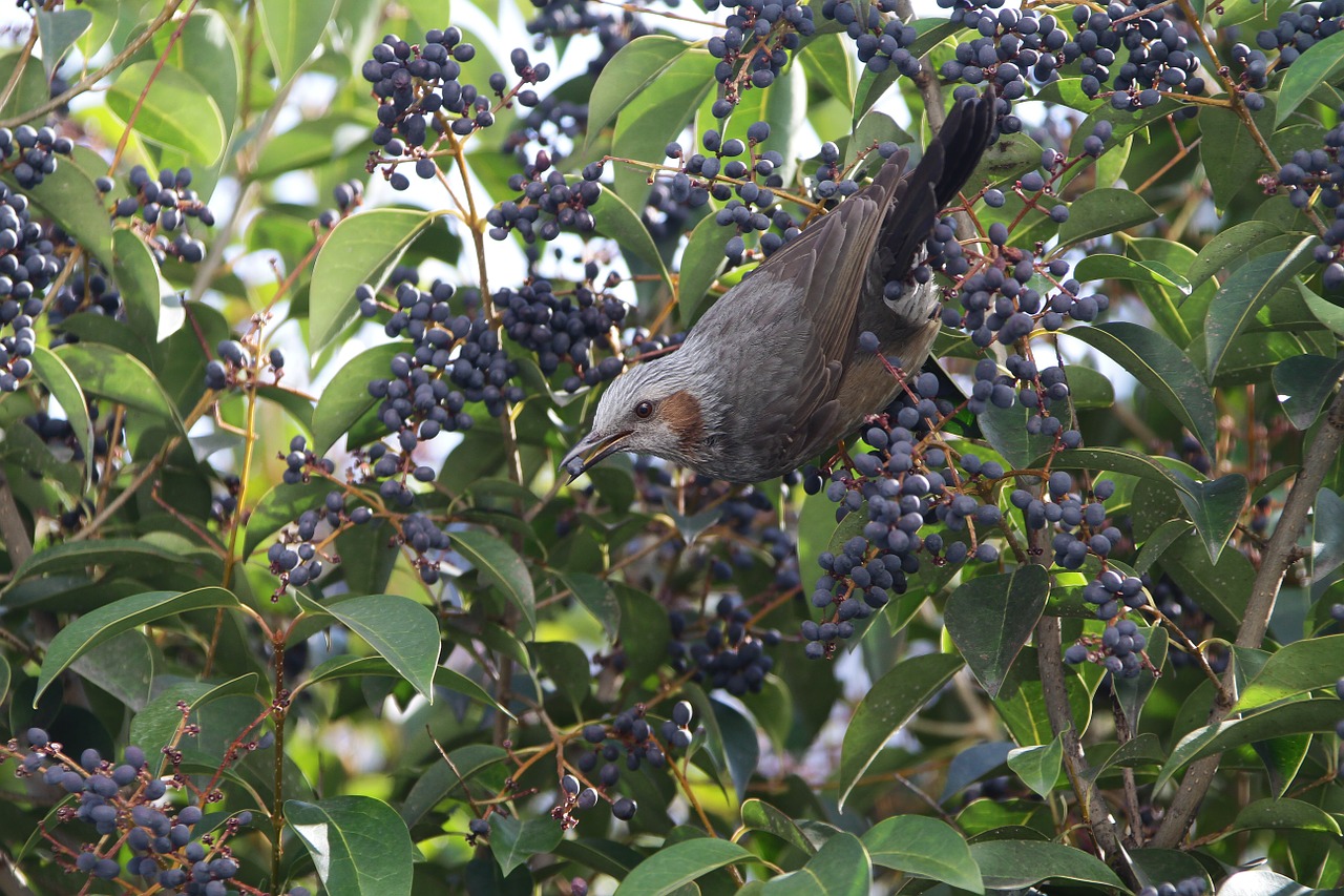 Tiesioginis Folijos Varis, Naujas, Montuoti Naują, Vaisiai, Nemokamos Nuotraukos,  Nemokama Licenzija