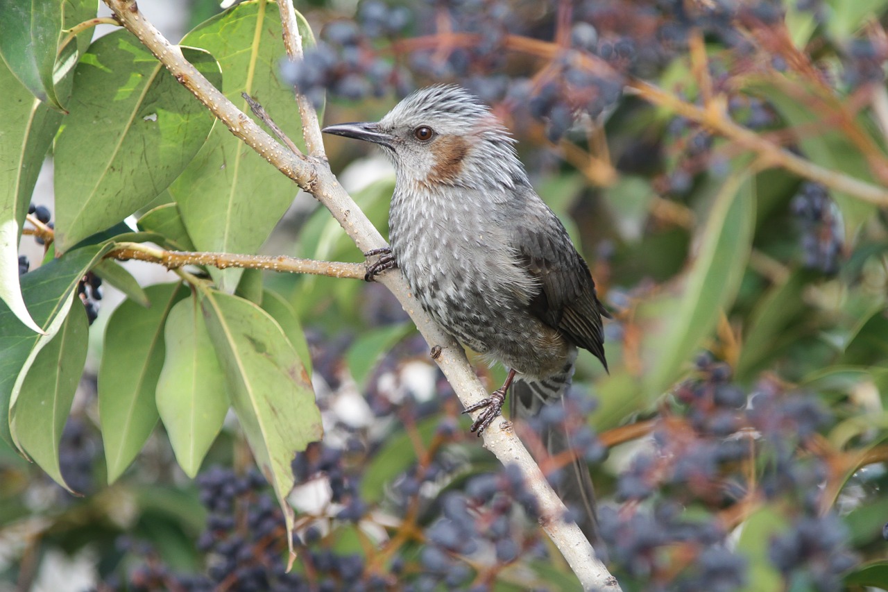 Tiesioginis Folijos Varis, Naujas, Montuoti Naują, Vaisiai, Nemokamos Nuotraukos,  Nemokama Licenzija