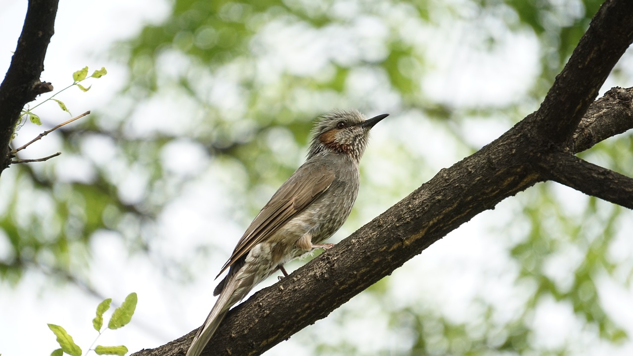 Tiesioginio Folija Vario,  Parkas,  Naujas,  Lauke, Nemokamos Nuotraukos,  Nemokama Licenzija