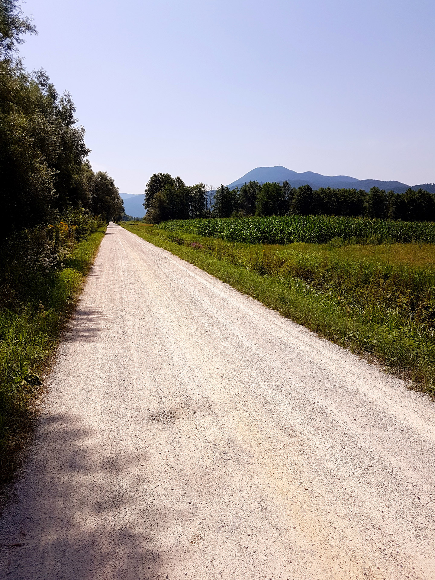 Purvas,  Kelias,  Gamta,  Vasara,  Purvo Kelias, Nemokamos Nuotraukos,  Nemokama Licenzija