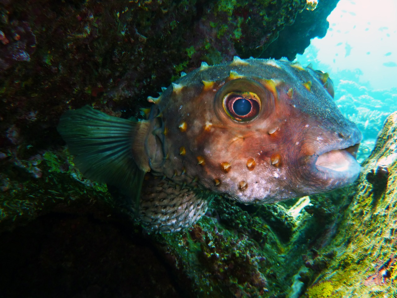 Nardymas, Povandeninis, Vanduo, Povandeninis Pasaulis, Egiptas, Žuvis, Jūra, Raudonoji Jūra, Pasinerti, Burrfish