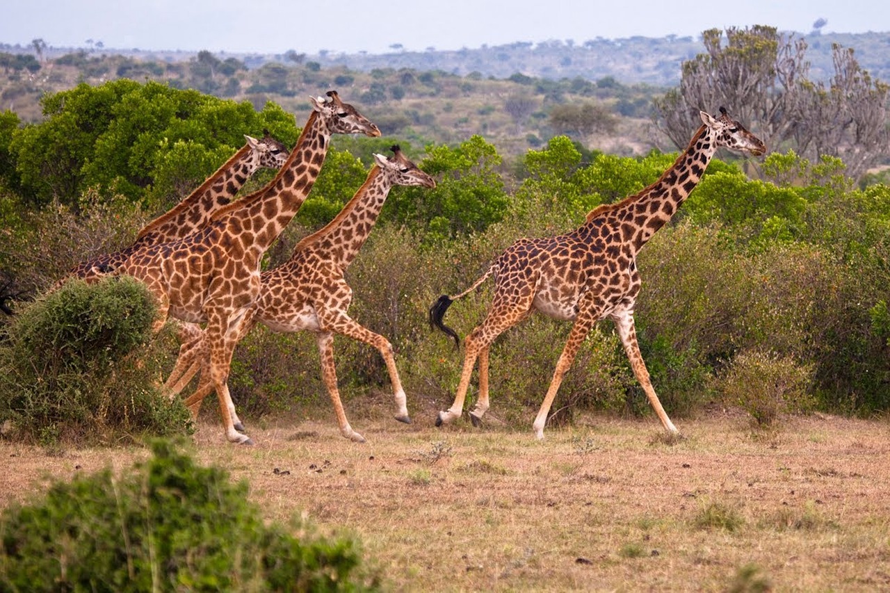 Padaryti Žirafa,  Gyvūnas,  Kenija,  Pobūdį,  Dykuma,  Sunki,  Didelis, Nemokamos Nuotraukos,  Nemokama Licenzija