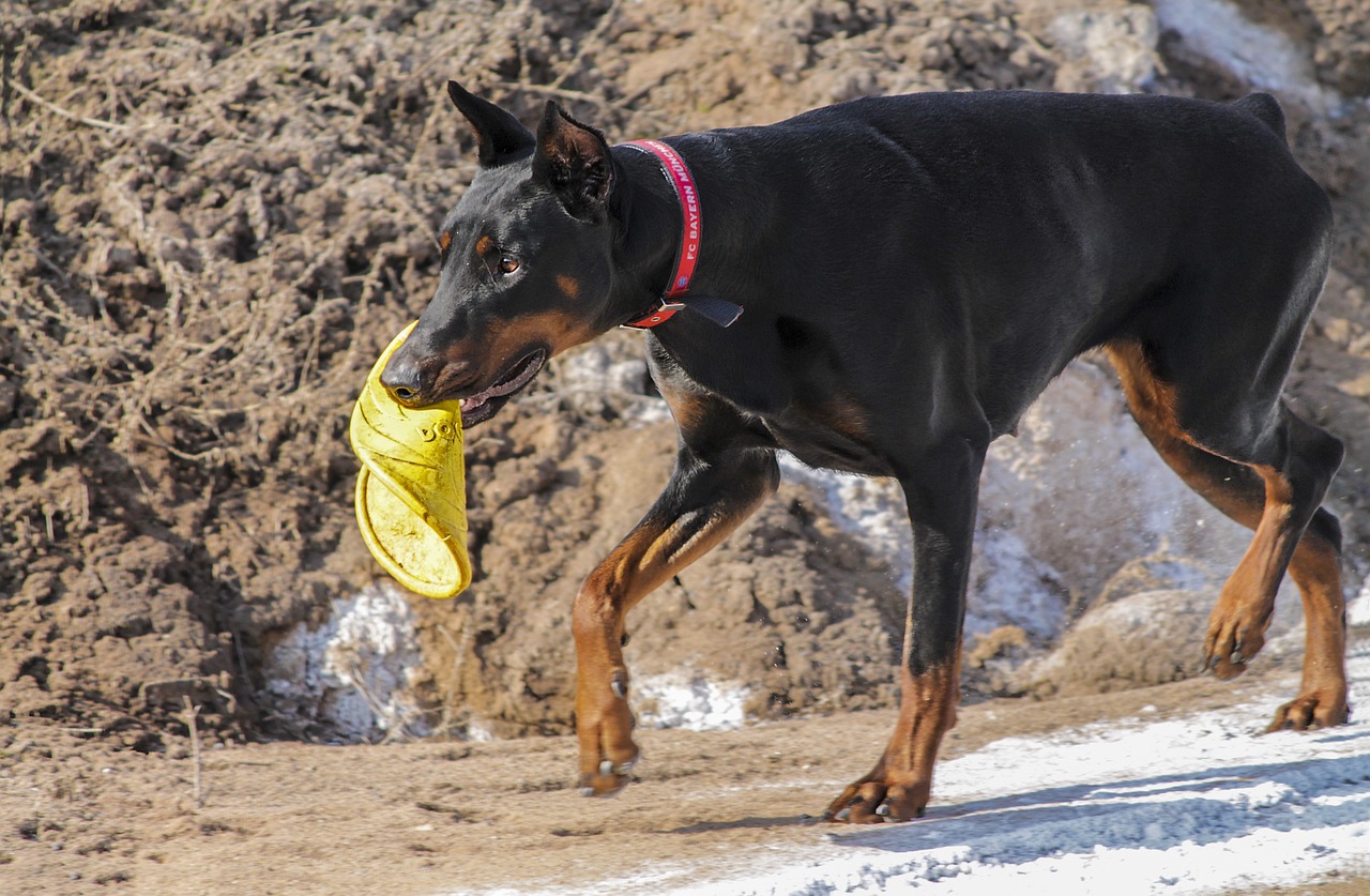 Dobermanas, Pinčeris, Šuo, Naminis Gyvūnėlis, Laukas, Pieva, Vasara, Žalias, Liežuvis, Gamta