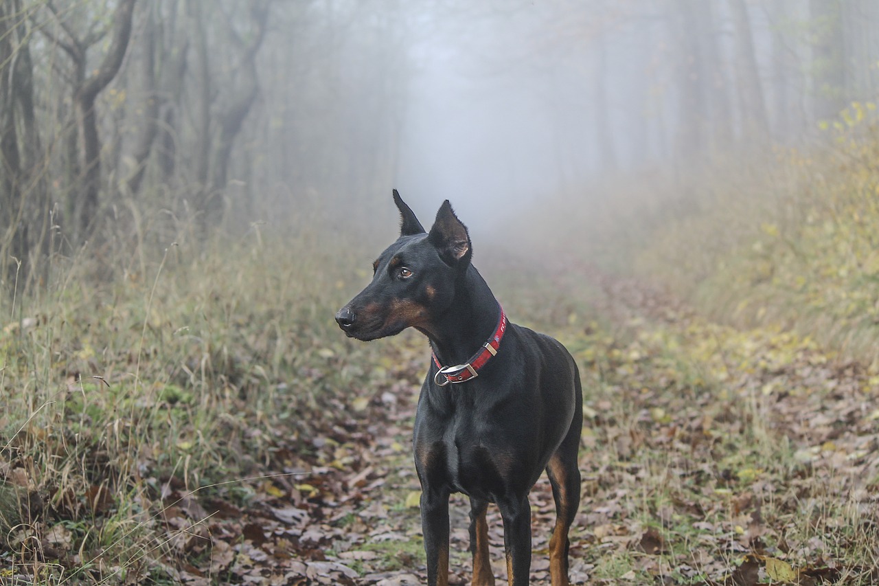 Dobermanas, Pinčeris, Šuo, Naminis Gyvūnėlis, Laukas, Pieva, Ruduo, Žalias, Liežuvis, Gamta